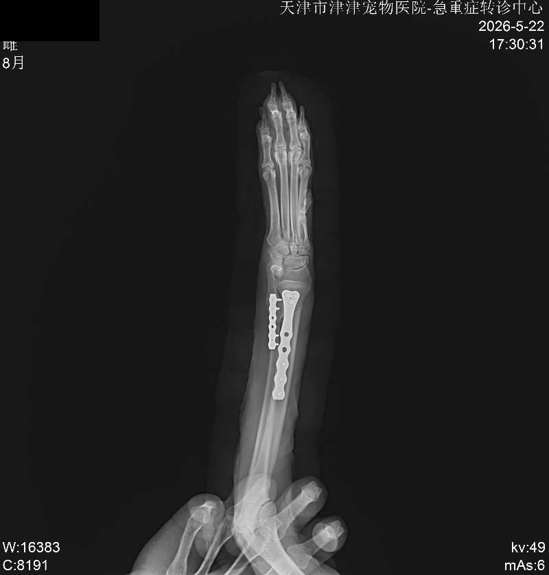 津津宠物医院诊疗影像记录