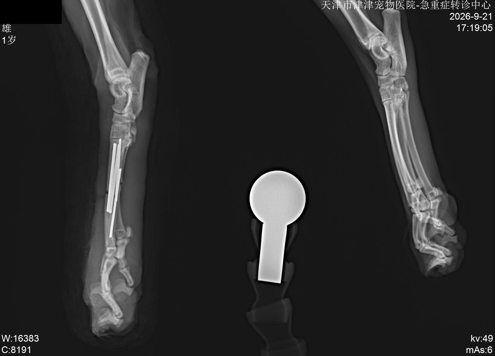 津津宠物医院诊疗影像记录