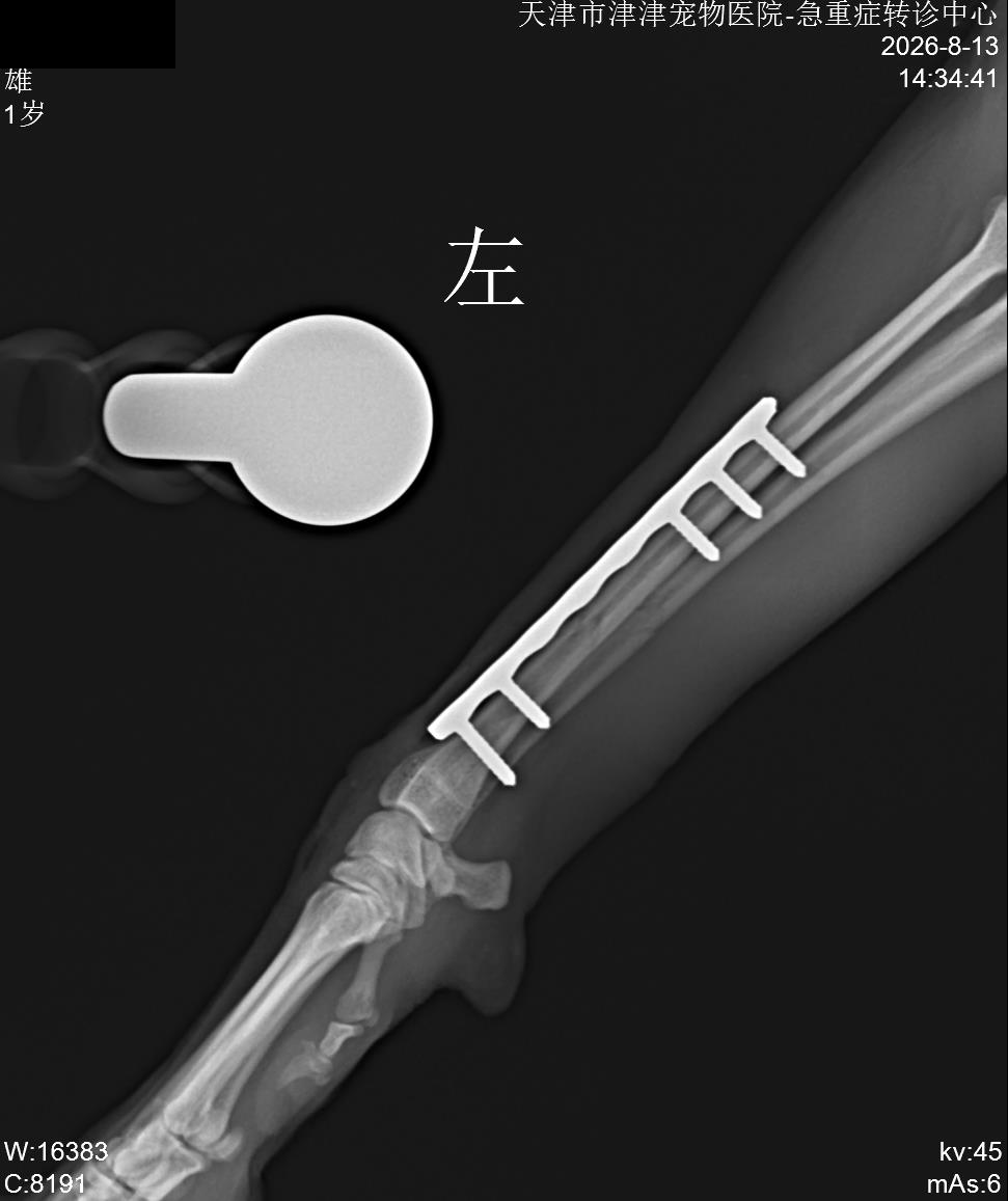 津津宠物医院诊疗影像记录