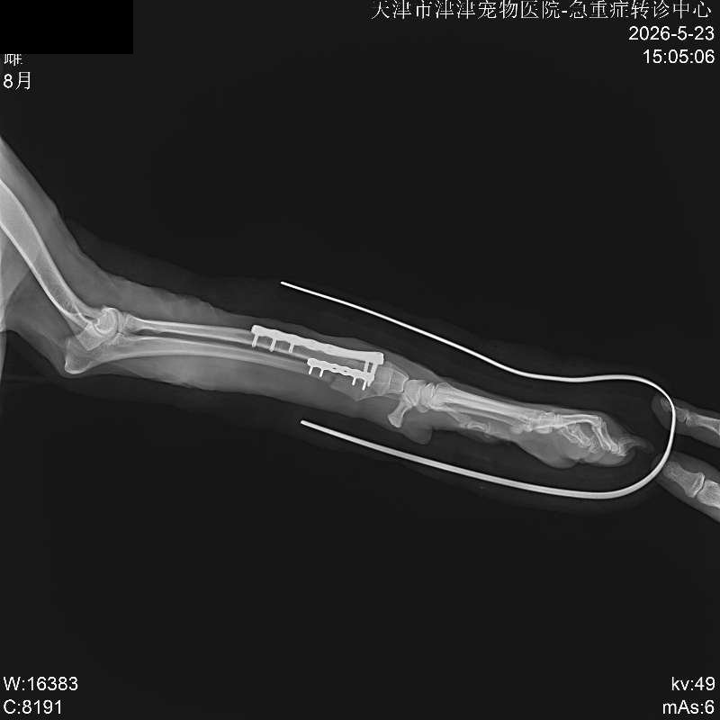 津津宠物医院诊疗影像记录