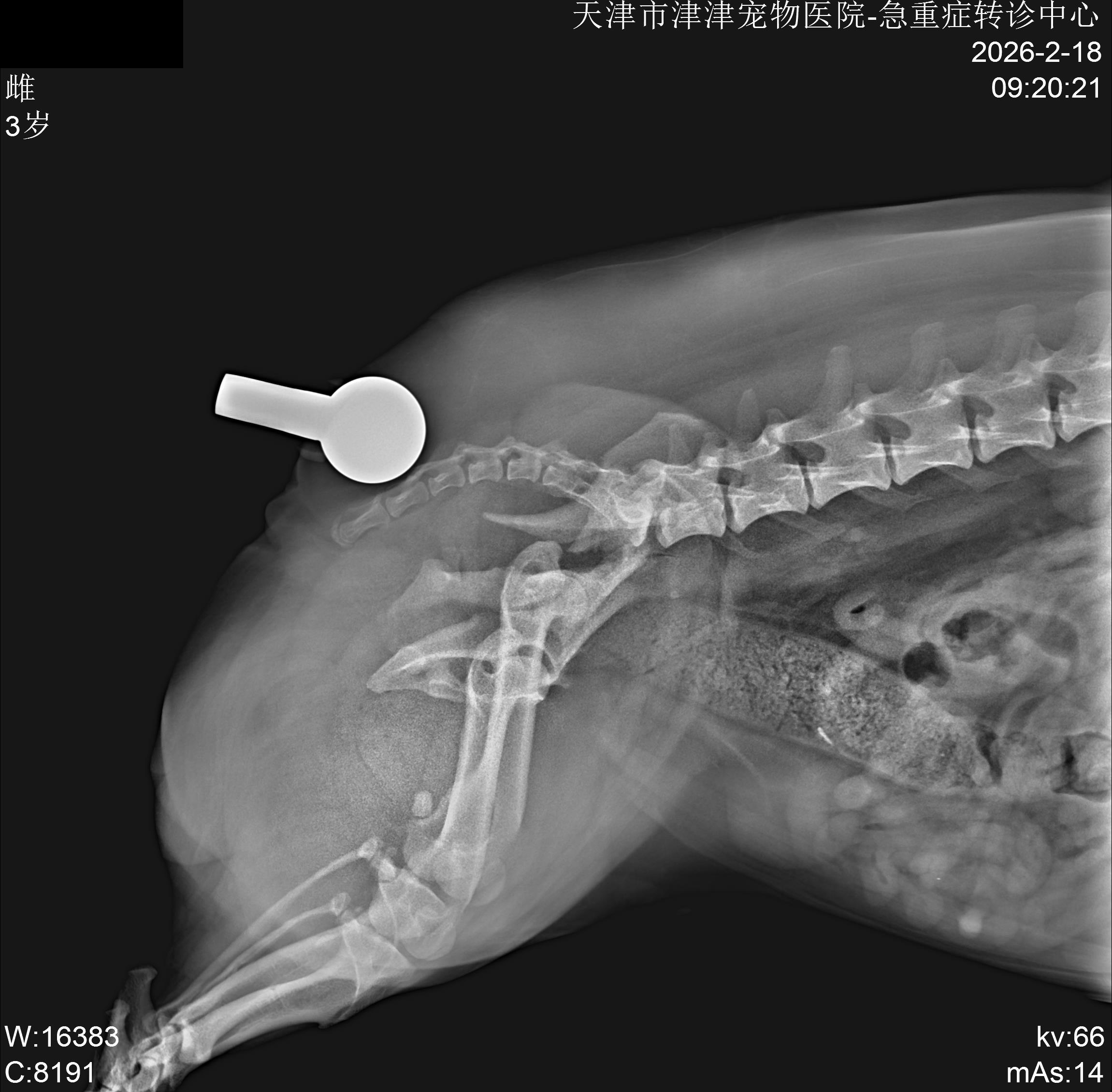 犬髂骨体骨折钢板固定病例影像