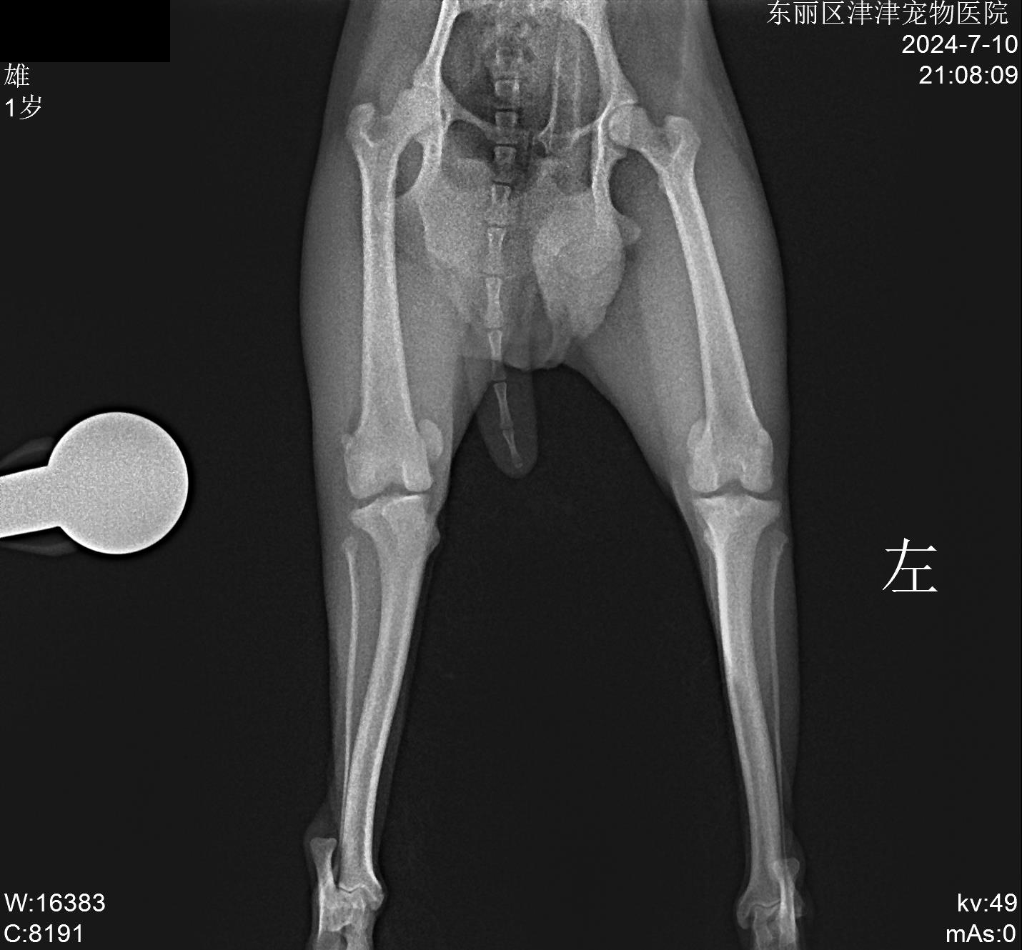 小黑髌骨脱位影像评估影像