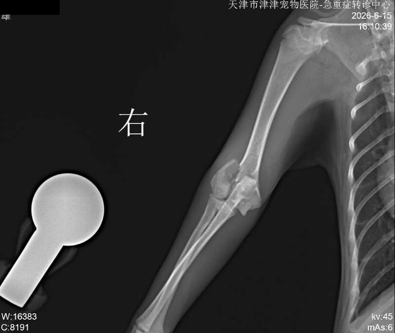 幼犬肱骨远端骨折克氏针固定影像